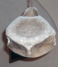 SGvertebra